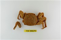 藏品(鱗形斜紋蟹)的圖片